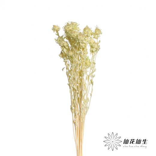 永生花材 | 橙菠萝绿色 商品图1