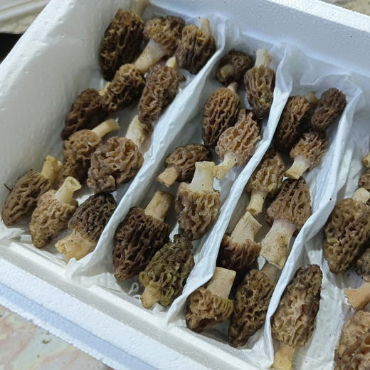 野生羊肚菌 2斤 商品图6