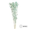 永生花材 | 橙菠萝蒂芙尼蓝 商品缩略图1