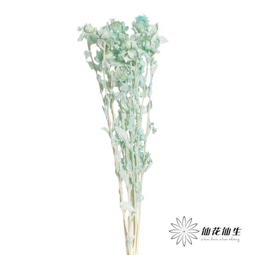 永生花材 | 橙菠萝蒂芙尼蓝 商品图1