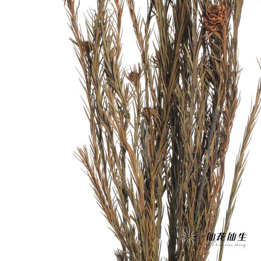 永生花材 | 郁金香黄色 商品图3