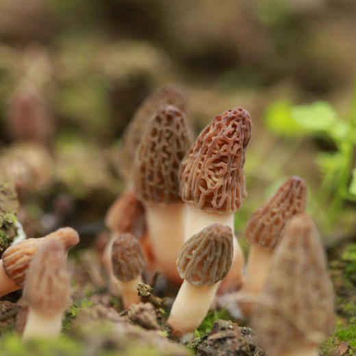 野生羊肚菌 2斤 商品图0