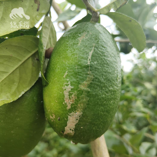 生态香水柠檬（广州）   | 合作生产 * Ecological Lemon | Coproduction 商品图2