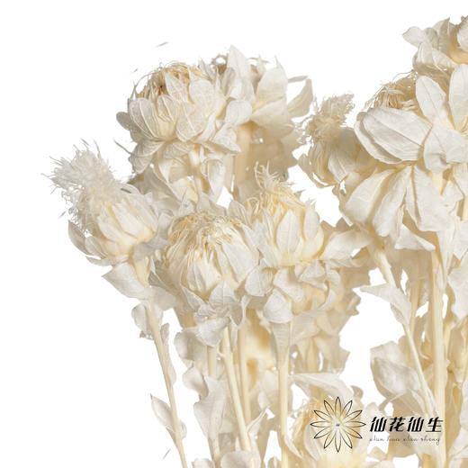 永生花材 | 橙菠萝白色 商品图2