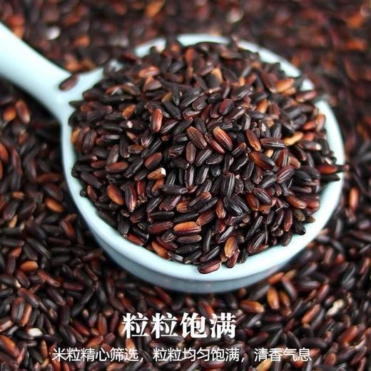 【买2送1，农家血糯米500g】当季新米现发，口感软糯，颗粒饱满，黑糯米粘米煲粥做粽子煮粥黏五谷杂粮 商品图2