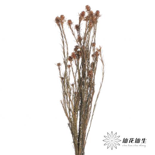 永生花材 | 郁金香黄色 商品图1