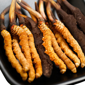 西藏特产 正宗那曲比如冬虫夏草0.7-1.5克/根50根顺丰包邮