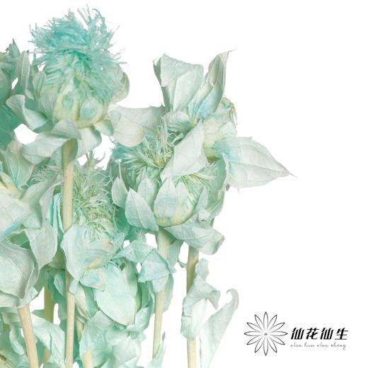 永生花材 | 橙菠萝蒂芙尼蓝 商品图2