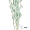 永生花材 | 橙菠萝蒂芙尼蓝 商品缩略图3