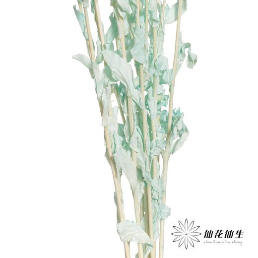 永生花材 | 橙菠萝蒂芙尼蓝 商品图3