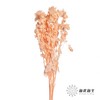 永生花材 | 橙菠萝香槟色 商品缩略图1