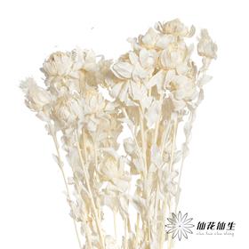 永生花材 | 橙菠萝白色