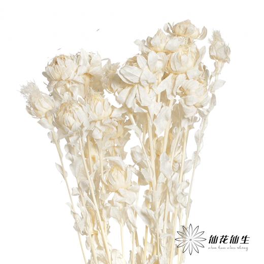 永生花材 | 橙菠萝白色 商品图0