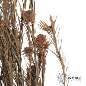 永生花材 | 郁金香黄色