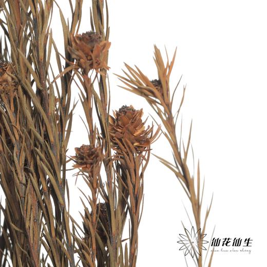 永生花材 | 郁金香黄色 商品图0