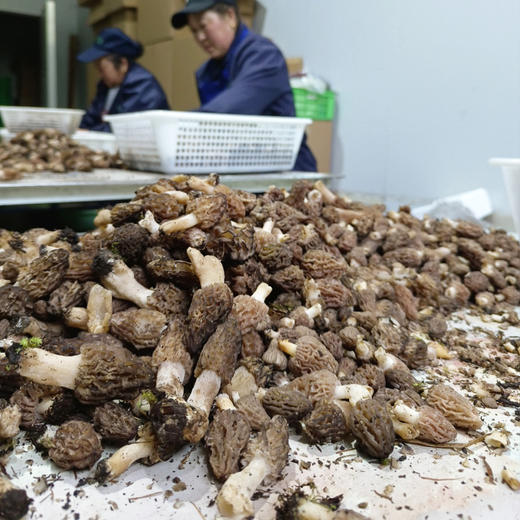 野生羊肚菌 2斤 商品图4