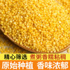 【买2送1，农家自产黄小米】一年一季，米油丰富，新鲜香糯，软糯好吃！新米黄米粥食糯小米粥五谷杂粮粗粮 商品缩略图1