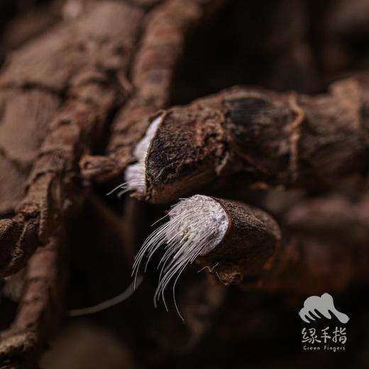 野生茴香菖蒲（山奈） | 合作生产 * Wild Acorus gramineus Soland | Coproduction 商品图2