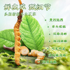 西藏特产 正宗那曲比如冬虫夏草0.7-1.5克/根50根顺丰包邮 商品缩略图2