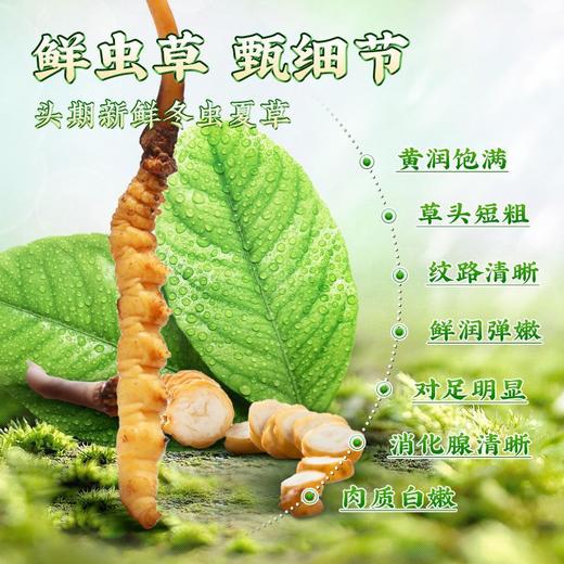 西藏特产 正宗那曲比如冬虫夏草0.7-1.5克/根50根顺丰包邮 商品图2