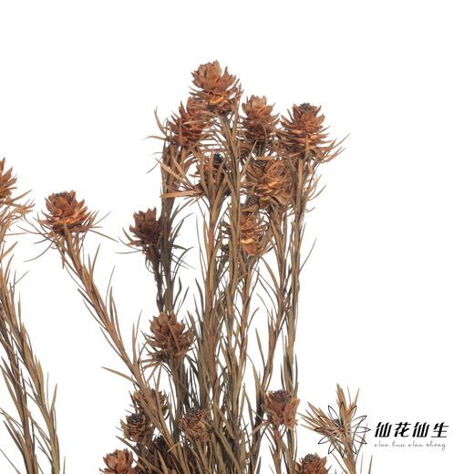 永生花材 | 郁金香黄色 商品图2