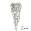 永生花材 | 橙菠萝蓝色 商品缩略图1