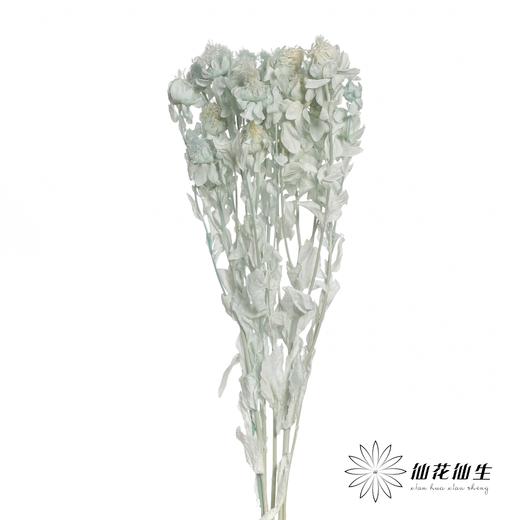 永生花材 | 橙菠萝蓝色 商品图1