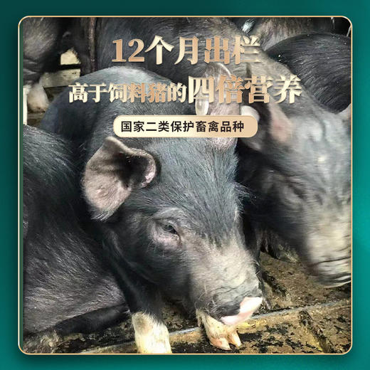 云南小耳猪鲜猪肉 一年才出栏 体型小 吃起来特别香 商品图2