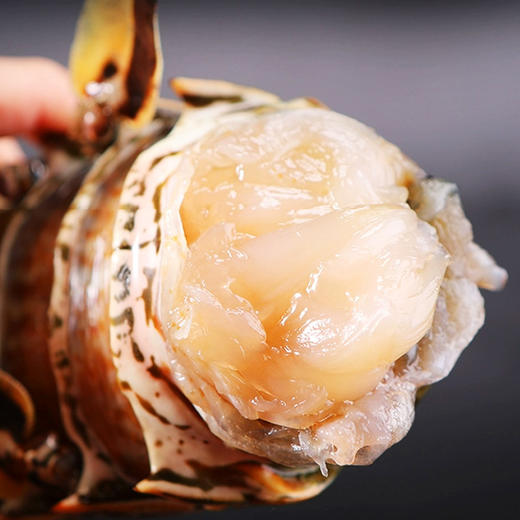 【古巴】鲜冻龙虾礼盒装  多规格可选 商品图2