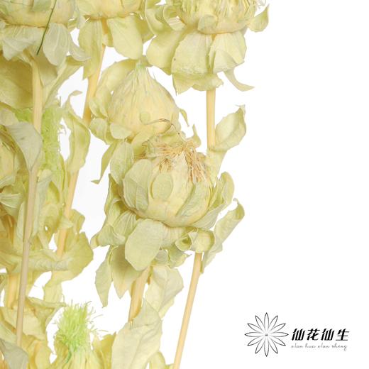 永生花材 | 橙菠萝绿色 商品图2