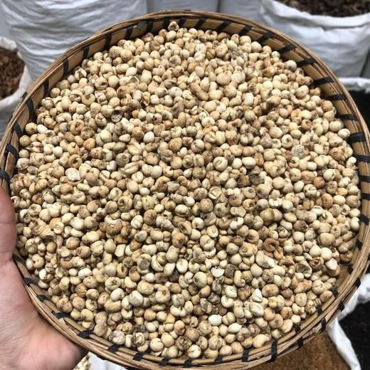 川贝  川贝母 商品图0