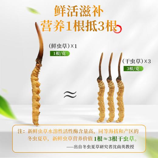 西藏特产 正宗那曲比如冬虫夏草0.7-1.5克/根50根顺丰包邮 商品图1