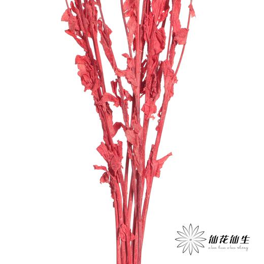 永生花材 | 橙菠萝红色 商品图3