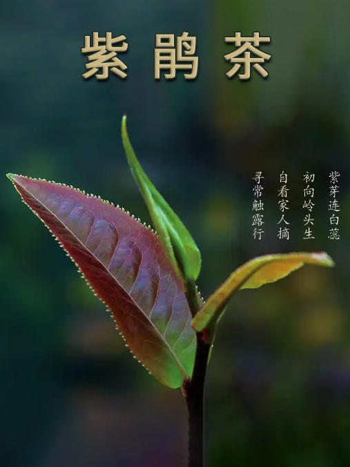 2024年春茶 吉顺号紫鹃春茶散茶叶紫芽紫叶250g/盒 商品图2