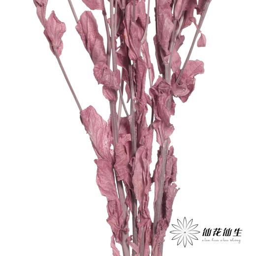 永生花材 | 橙菠萝紫色 商品图3