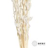 永生花材 | 橙菠萝白色 商品缩略图3