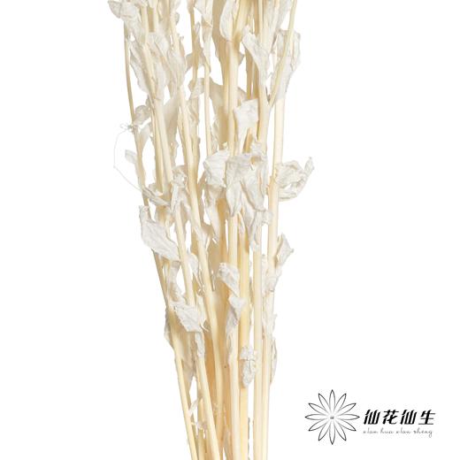 永生花材 | 橙菠萝白色 商品图3