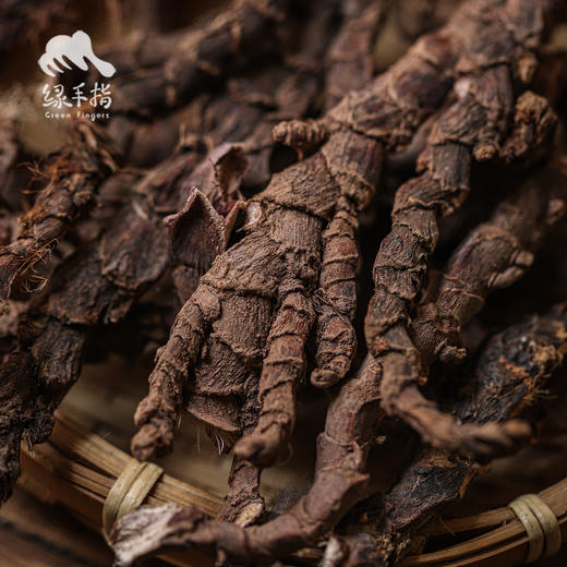 野生茴香菖蒲（山奈） | 合作生产 * Wild Acorus gramineus Soland | Coproduction 商品图4