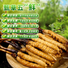 西藏特产 正宗那曲比如冬虫夏草0.7-1.5克/根50根顺丰包邮 商品缩略图3