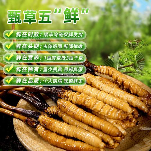 西藏特产 正宗那曲比如冬虫夏草0.7-1.5克/根50根顺丰包邮 商品图3