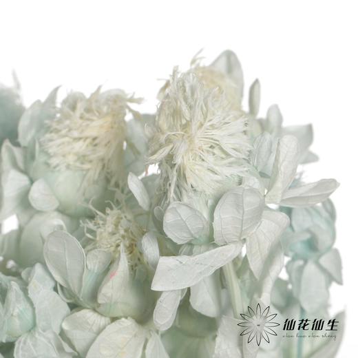 永生花材 | 橙菠萝蓝色 商品图2
