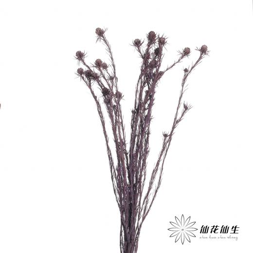 永生花材 | 郁金香紫色 商品图1