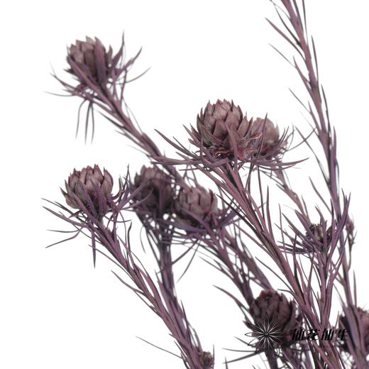 永生花材 | 郁金香紫色 商品图2