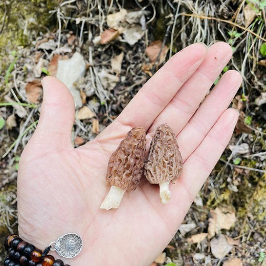 野生羊肚菌 2斤 商品图1