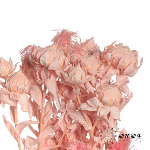 永生花材 | 橙菠萝粉色 商品图2