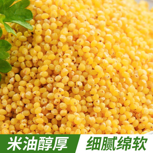 【买2送1，农家自产黄小米】一年一季，米油丰富，新鲜香糯，软糯好吃！新米黄米粥食糯小米粥五谷杂粮粗粮 商品图4