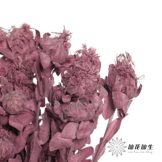 永生花材 | 橙菠萝紫色 商品图2