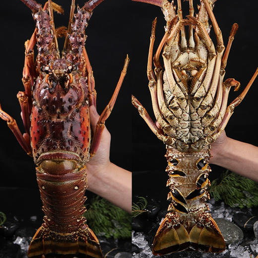 【古巴】鲜冻龙虾礼盒装  多规格可选 商品图3