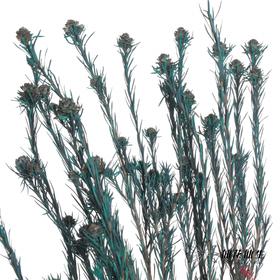 永生花材 | 郁金香蓝色