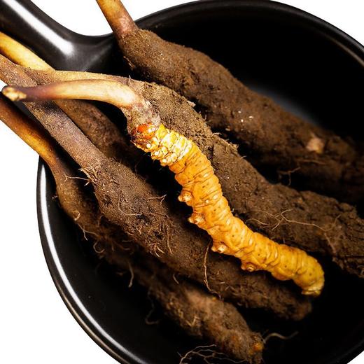 西藏特产 正宗那曲比如冬虫夏草0.7-1.5克/根50根顺丰包邮 商品图5